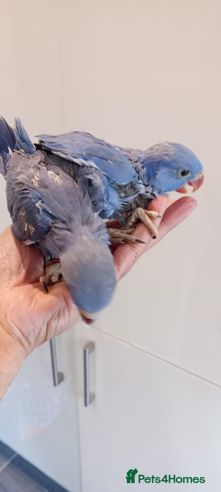 Ringnecks birds Hand-Reared Baby Indian Ringnecks for Sale  - Advert 2