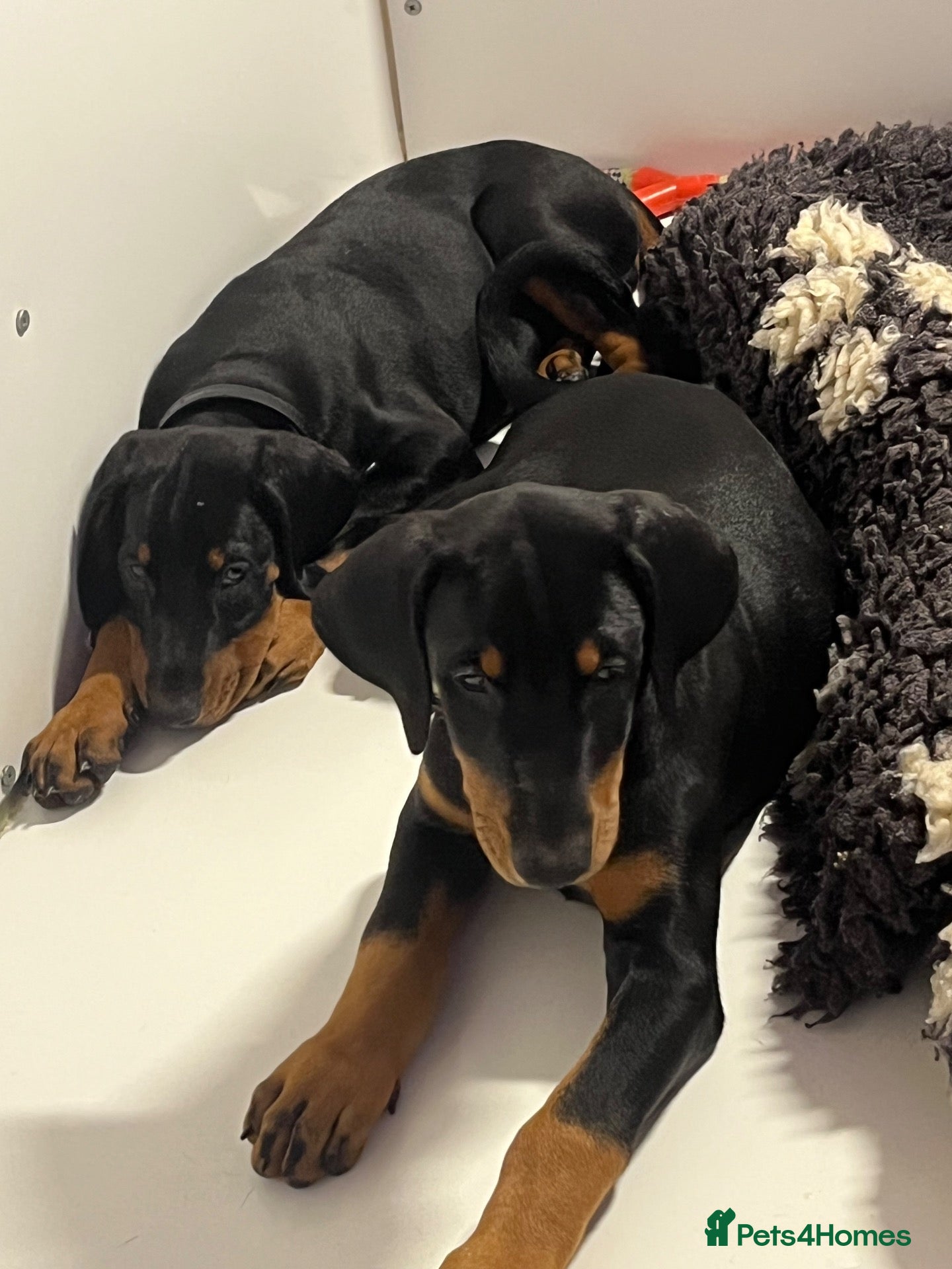 Dobermann dogs 🏆 Exceptional KC Registered Doberman READY TO GO - Advert 1