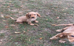 Cocker Spaniel dogs for sale: Cocker spaniel puppies  - Image 2