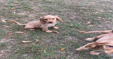 Cocker Spaniel dogs - Advert 11