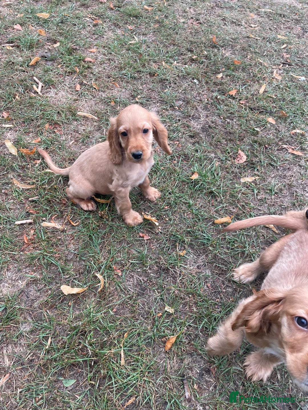 Cocker Spaniel dogs for sale: Cocker spaniel puppies  - Image 2