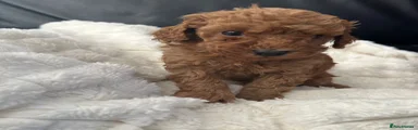 Toy Poodle Puppy 2
