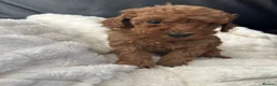 Toy Poodle dogs for sale: Beautiful tiny Toy Poodles  - Advert 5