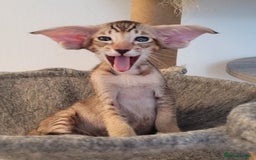 Oriental cats for sale: Oriental Shorthair kittens  - Image 1