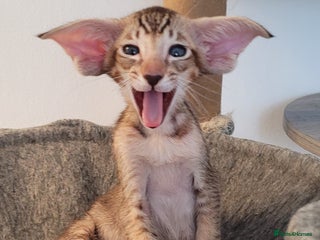 Oriental cats - Advert 2