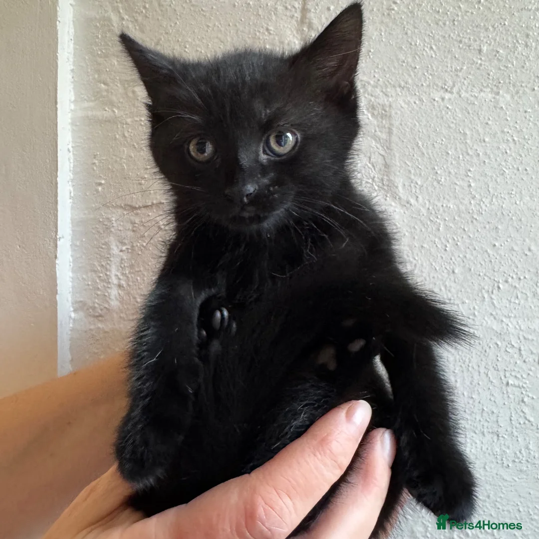 Mixed Breed cats for sale: British short hair, cross boy - Advert 2