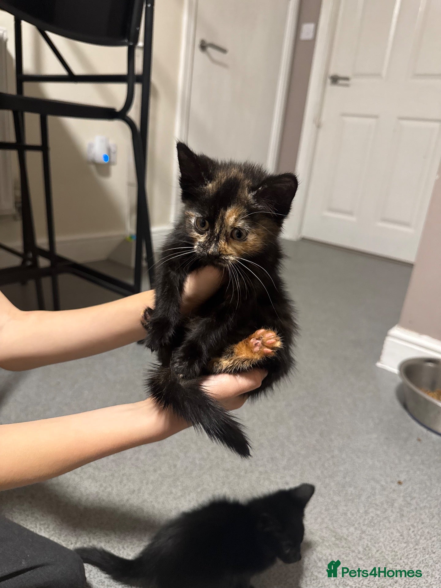 Mixed Breed cats 3 beautiful kittens for sale - Advert 9