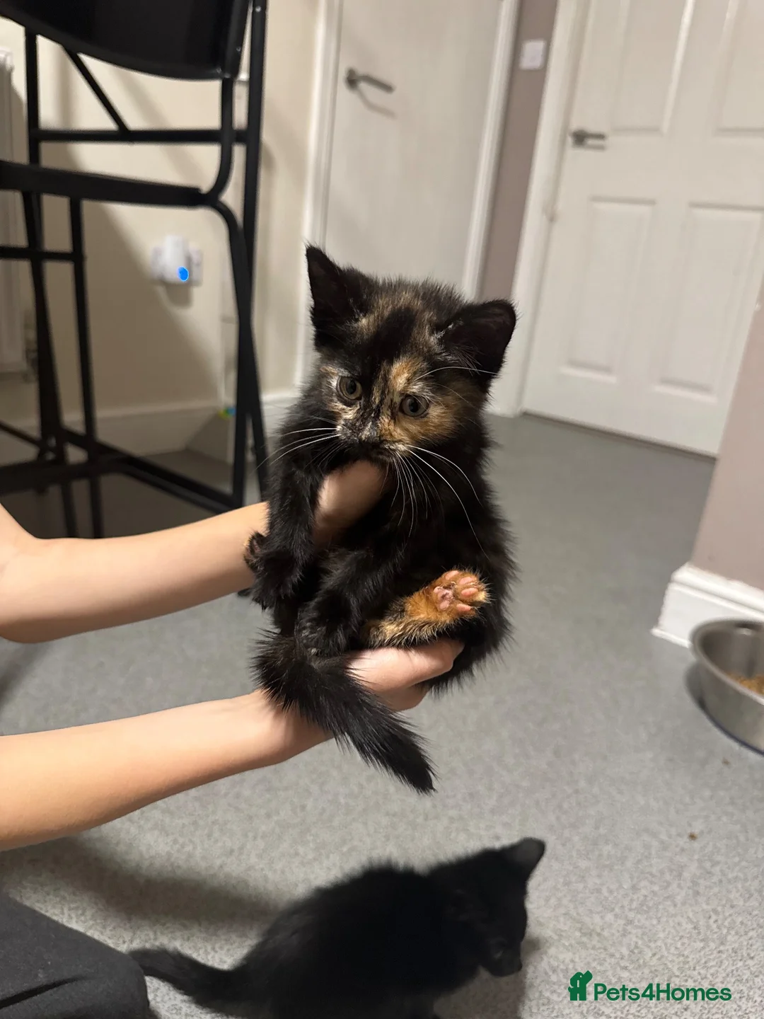 Mixed Breed cats for sale: 3 beautiful kittens for sale in Preston - Advert 1