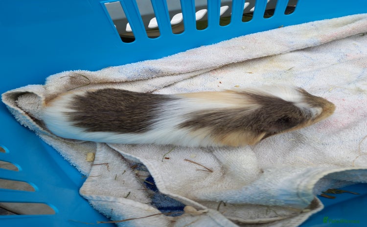 Guinea Pig rodents - Advert 11