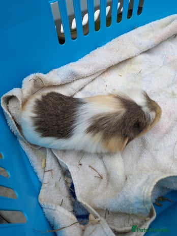 Guinea Pig rodents - Advert 2