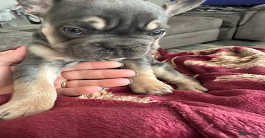 French Bulldog dogs - Advert 3