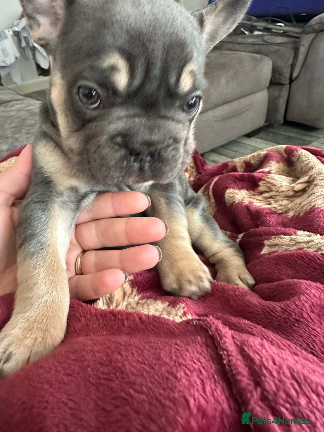 French Bulldog dogs for sale: Beautiful French Bulldog litter  - Image 2