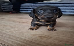 Miniature Dachshund dogs for sale: ..Miniature dachshunds 1 Girl 1BOY READY TO LEAVE  in Ellesmere Port - Image 26