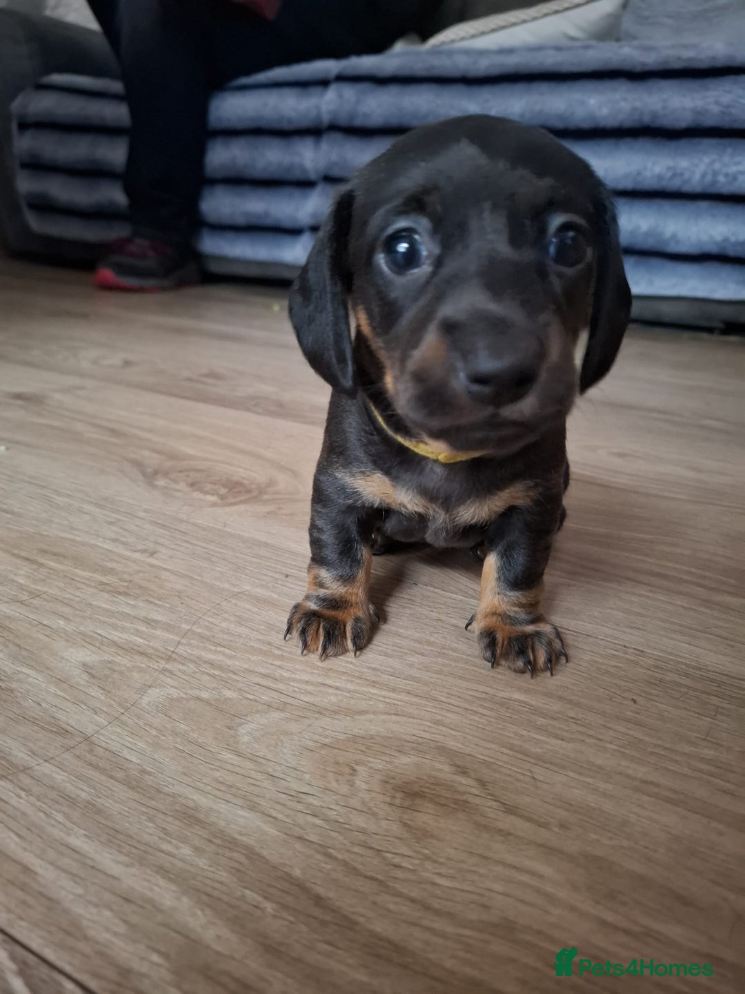 Miniature Dachshund dogs for sale: ..Miniature dachshunds 1 Girl 1BOY READY TO LEAVE  in Ellesmere Port - Image 26
