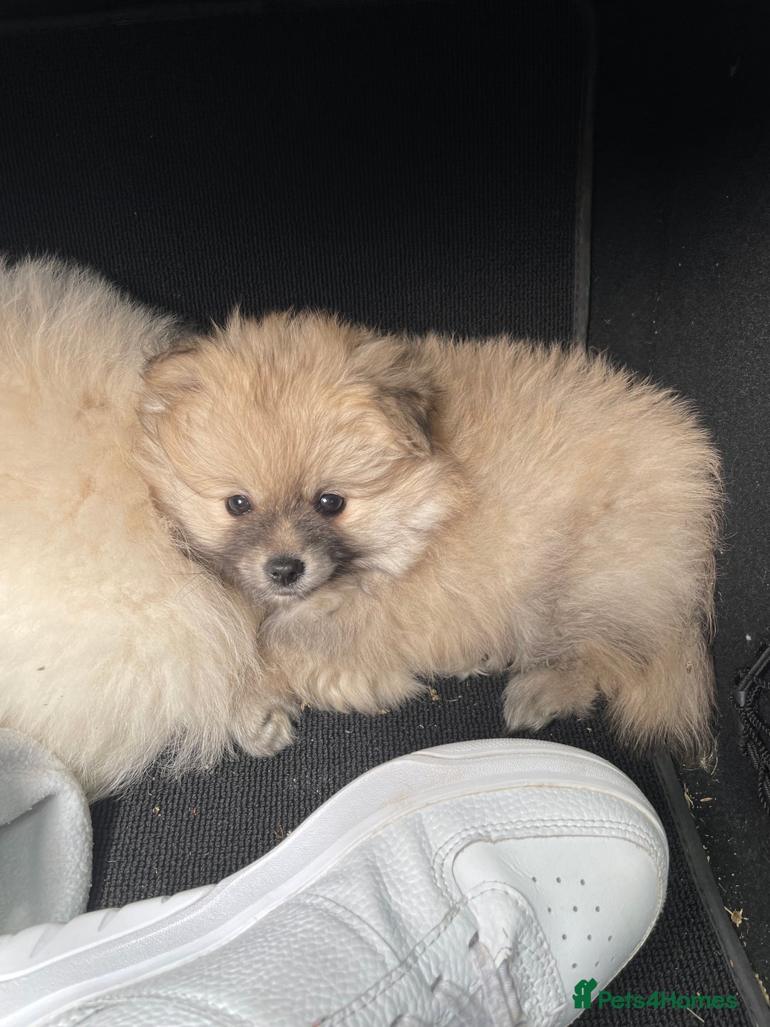 Pomeranian dogs for sale: XS Pomeranian - Image 14