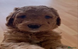 Labradoodle dogs for sale: Last two! Beautiful F3b Labradoodle Puppies - Image 9