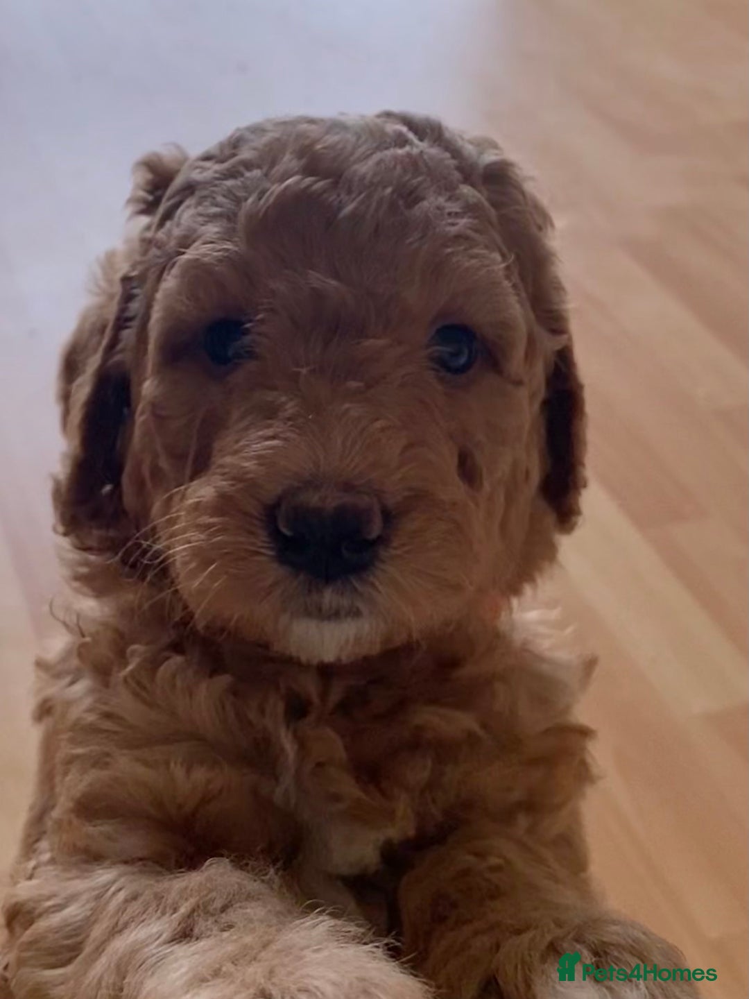 Labradoodle dogs for sale: Last two! Beautiful F3b Labradoodle Puppies - Image 9