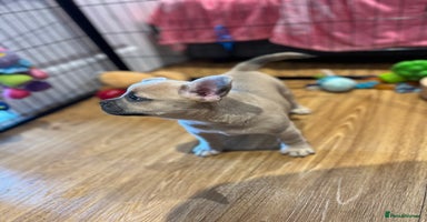 Mixed Breed dogs - Advert 5