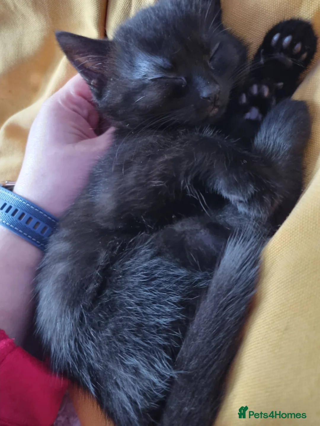 Mixed Breed cats for sale: Female kitten  - Advert 3