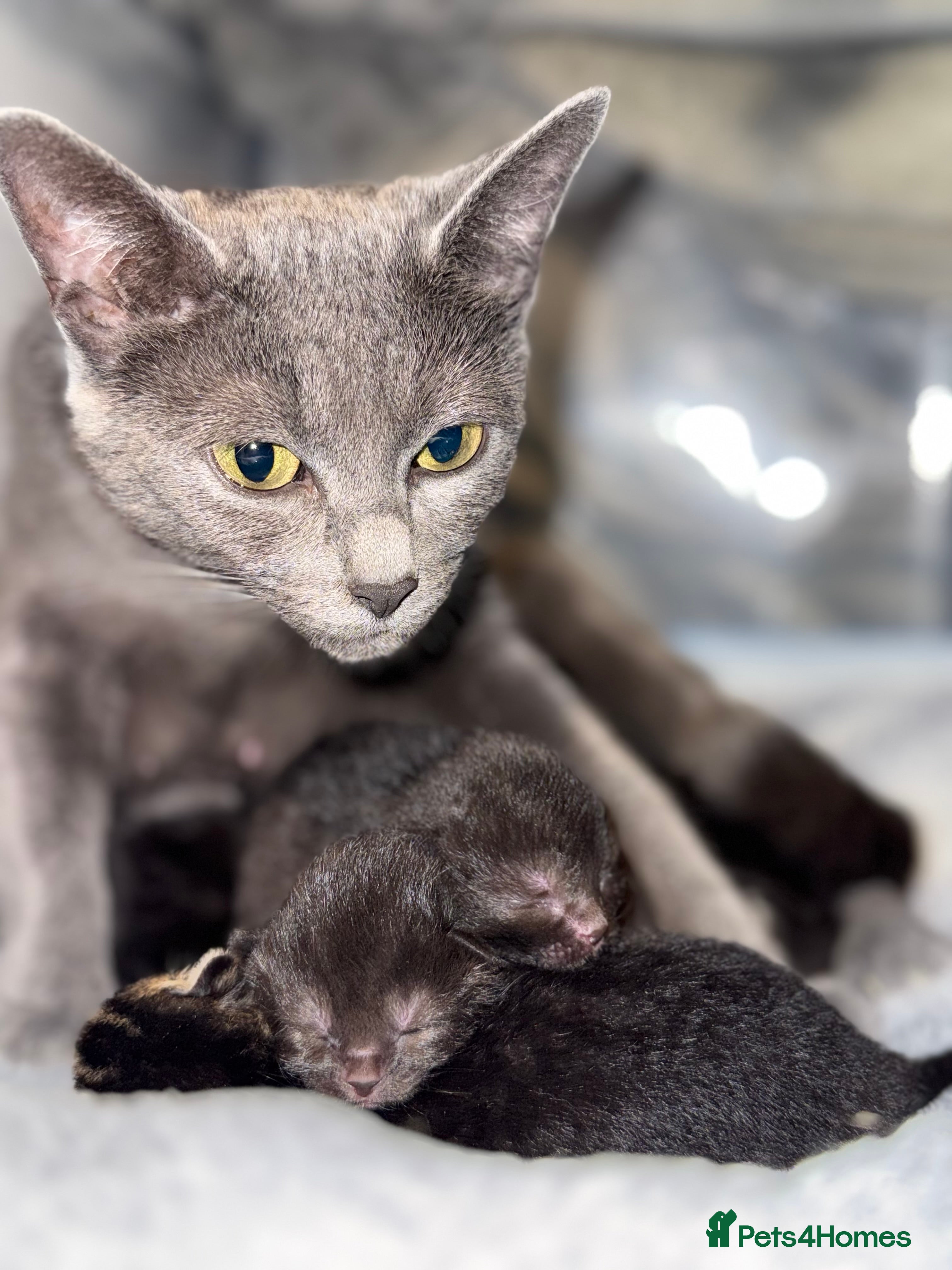 Russian Blue cats 🐾 Russian Blue/Bengal Tabby Kittens 🐾 - Advert 1