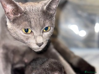 Russian Blue cats 🐾 Russian Blue/Bengal Tabby Kittens 🐾 - Advert 1