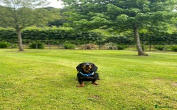 Dachshund dogs for stud: 4 Year Old Standard Dachshund For Stud Only in Ilkeston - Image 2