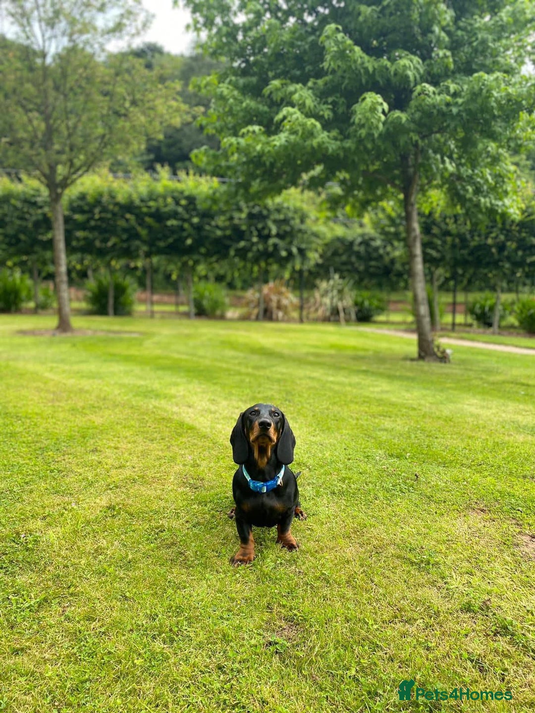 Dachshund dogs for stud: 4 Year Old Standard Dachshund For Stud Only in Ilkeston - Image 2