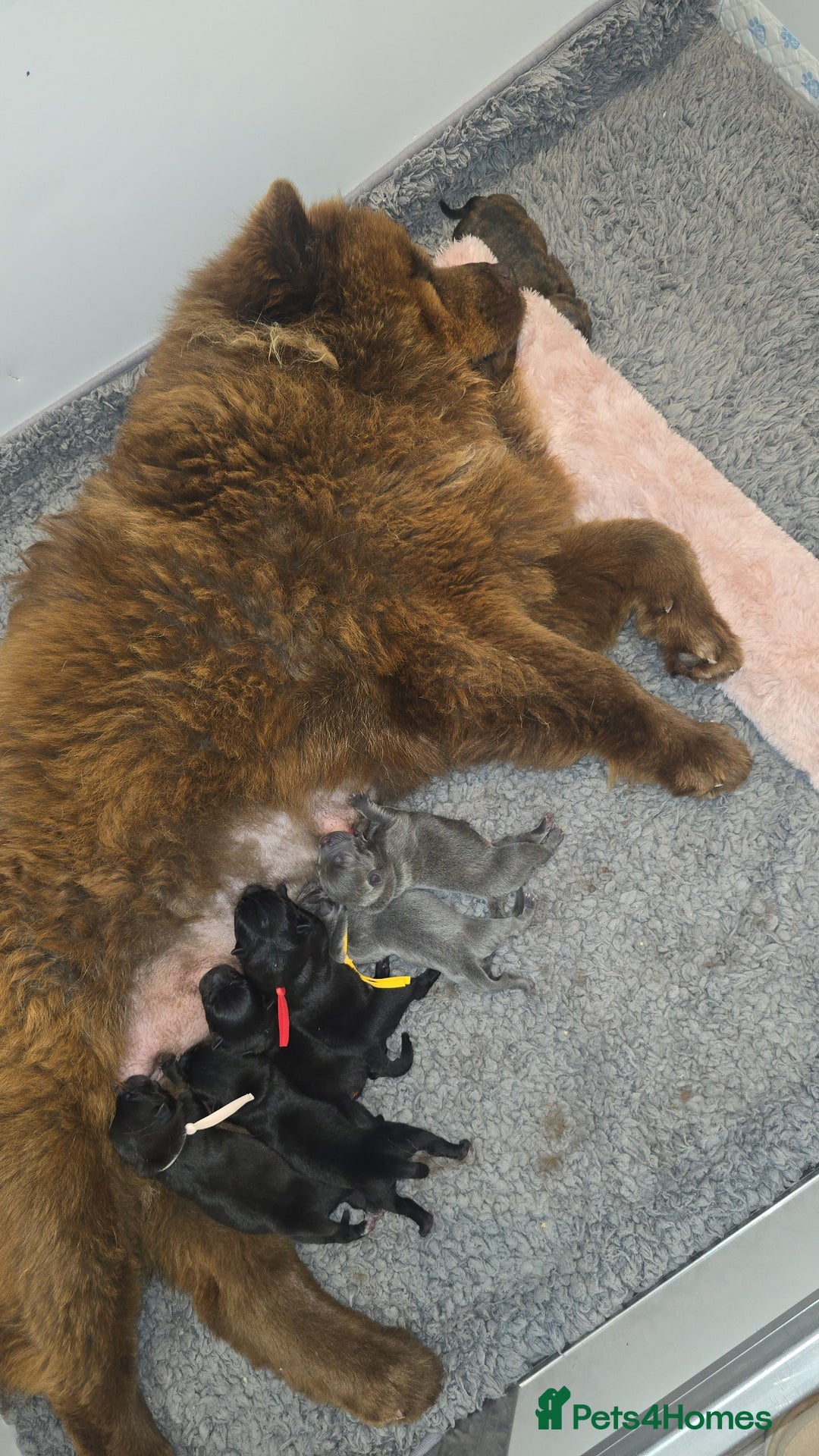 Mixed Breed dogs for sale: Chaffy puppies - Image 16