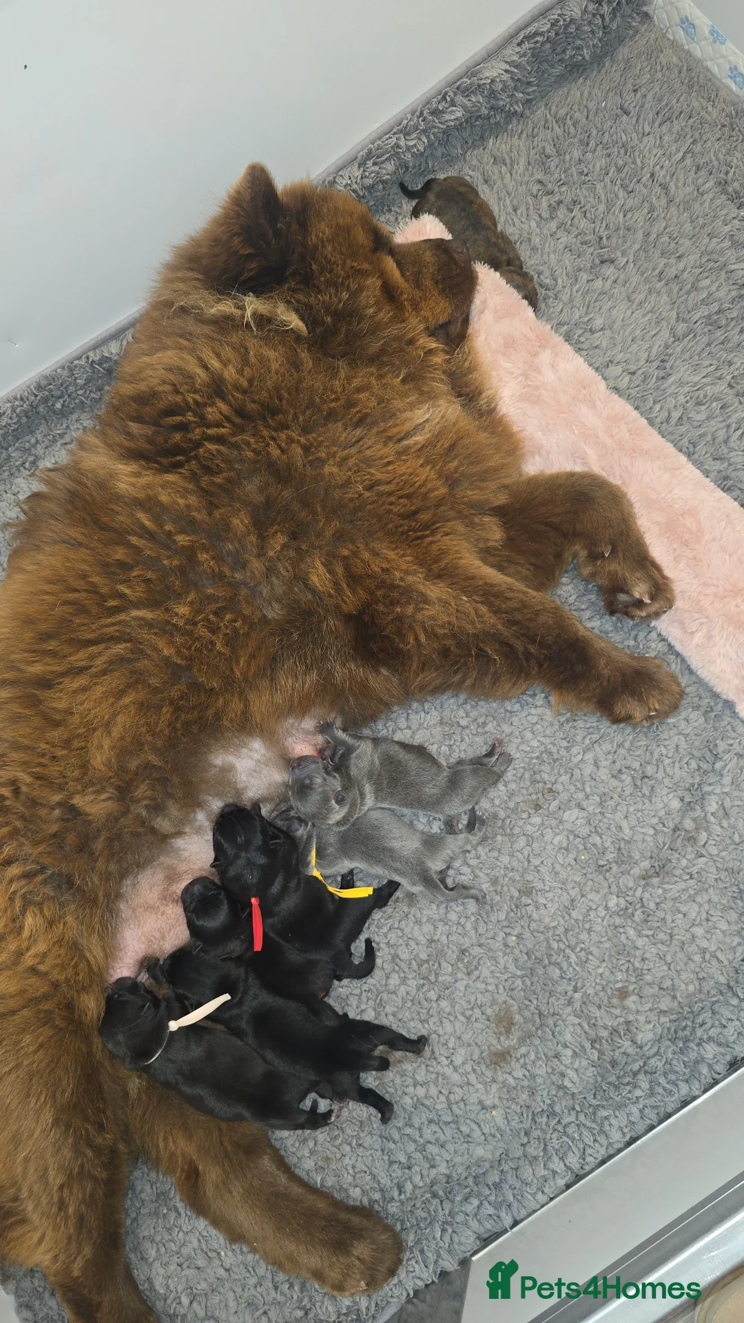 Mixed Breed dogs for sale: Chaffy puppies - Advert 11