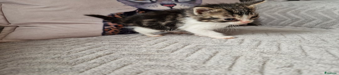 Mixed Breed Kitten 4