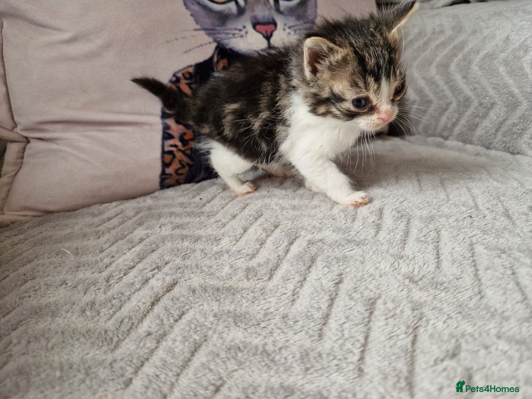 Mixed Breed cats for sale: Calico kittens. 1 girl 1 boy left - Image 7