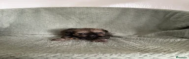 Shih Tzu 1