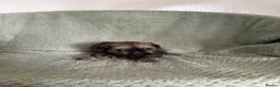 Shih Tzu dogs for sale: Shih Tzu pups 2 girls 1 boy in Middlesbrough - Advert 2