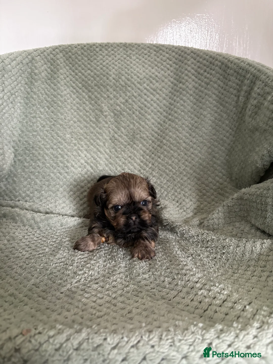 Shih Tzu dogs for sale: Shih Tzu pups 2 girls 1 boy in Middlesbrough - Advert 2