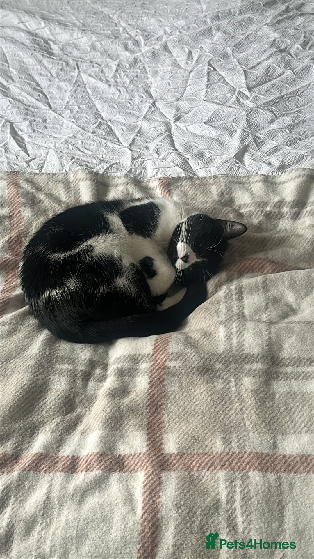Mixed Breed cats for sale: Margot - Image 8