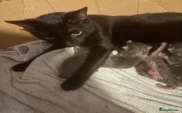 Mixed Breed cats for sale: Grey kittens for sale - Image 3