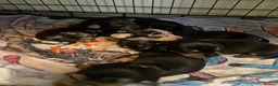 Dachshund dogs for sale: Beautiful sliver merle & Black and Tan dachshunds - Advert 18