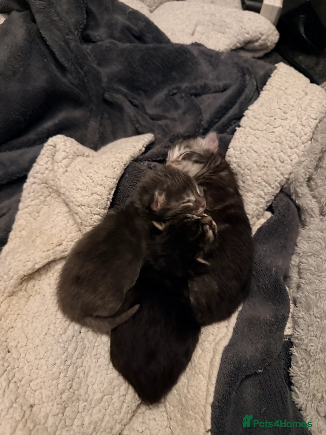 Maine Coon cats for sale: 3 adorable full Maine coon kittens in Stafford - Advert 1