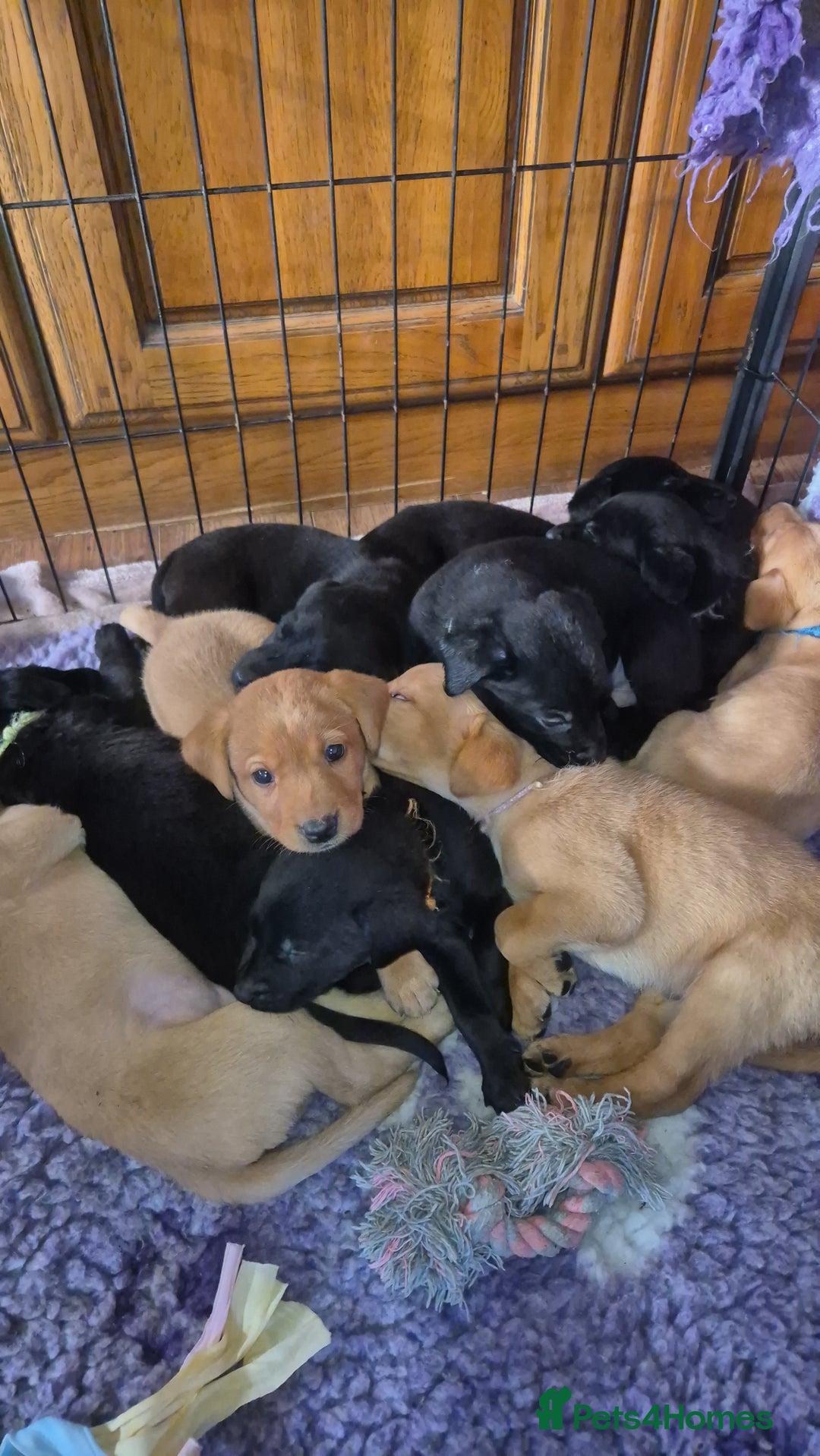 Labrador Retriever dogs for sale: Beautiful yellow male labrador puppy - Advert 7