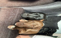 Staffordshire Bull Terrier dogs for sale: 9 Beautiful staffy X pups  - Image 3