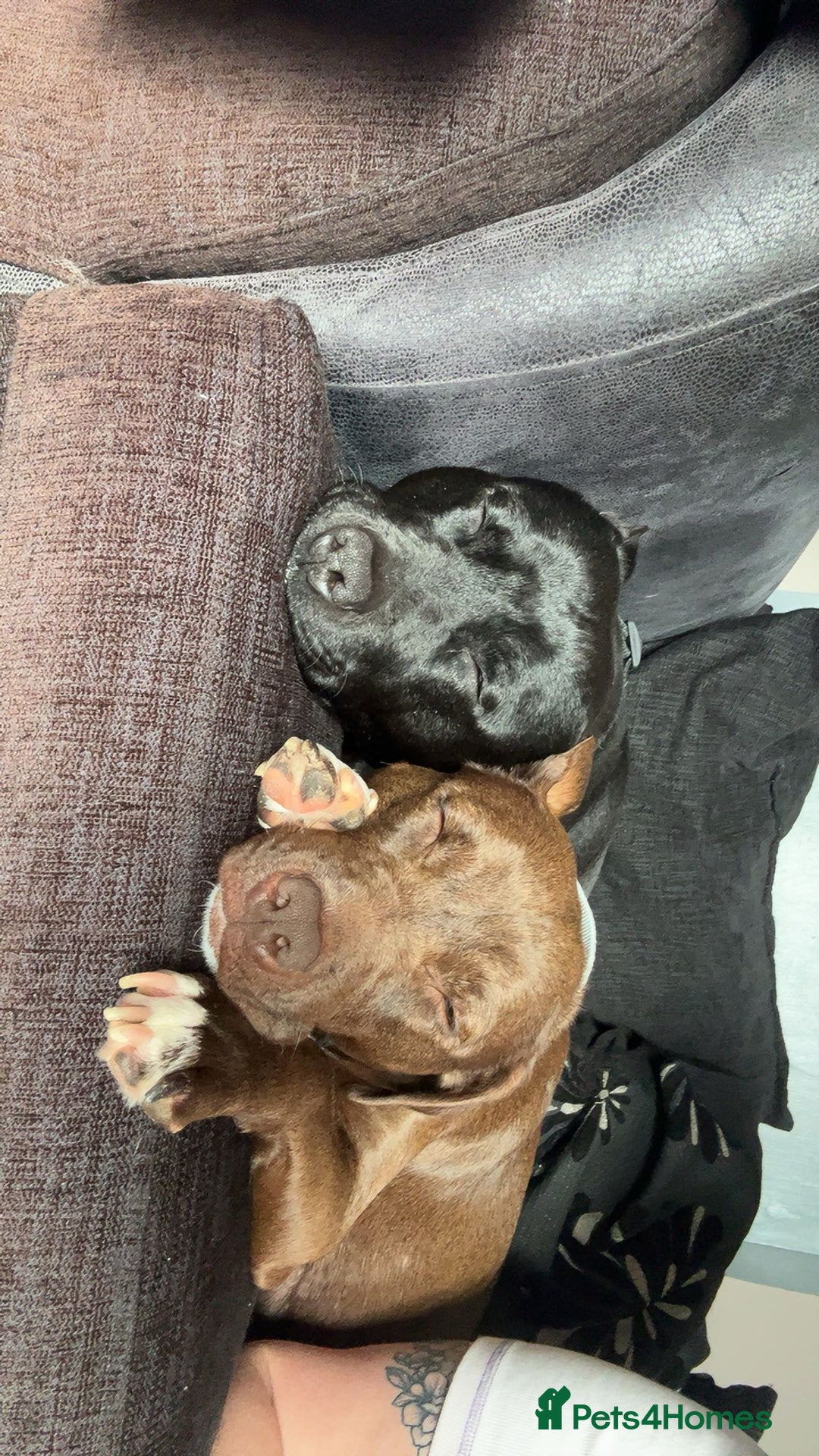 Staffordshire Bull Terrier dogs for sale: 9 Beautiful staffy X pups  - Image 3