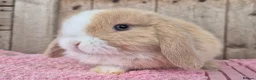 Mini Lop rabbits for sale: Mini lop babys ready now.  - Advert 3