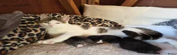 Mixed Breed cats for sale: Mummy cat - Advert 4