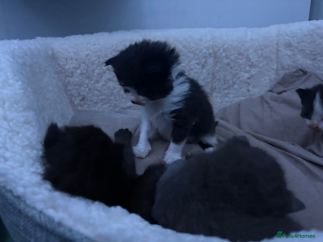 Mixed Breed cats for sale: 2 beautiful kittens( 1 male, 1 female) - Advert 5