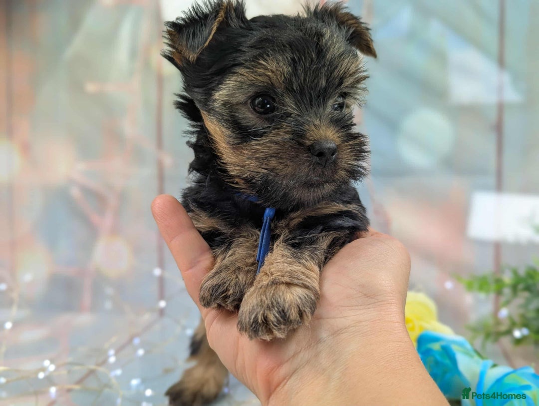 Yorkshire Terrier dogs for sale: Pedigree Yorkshire Terrier Puppies - Image 5