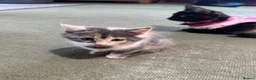 Mixed Breed cats for sale: Mixed breed kittens - Advert 6