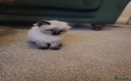 Ragdoll cats for sale: 1xmale 1xfemale ragdoll - Advert 4