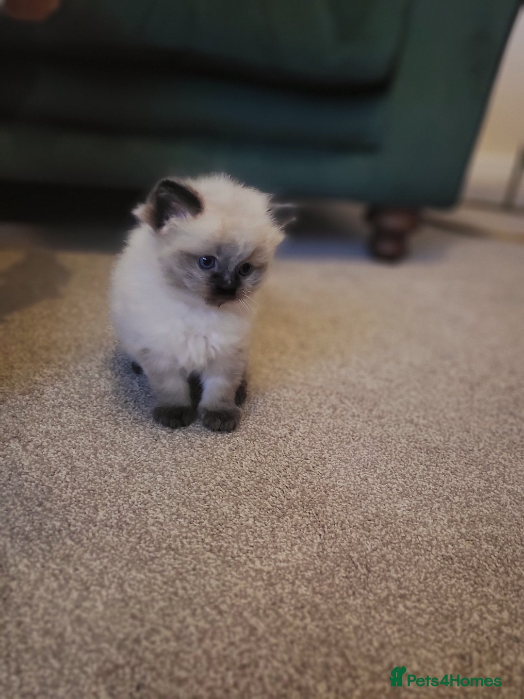 Ragdoll cats for sale: 1xmale 1xfemale ragdoll - Advert 4