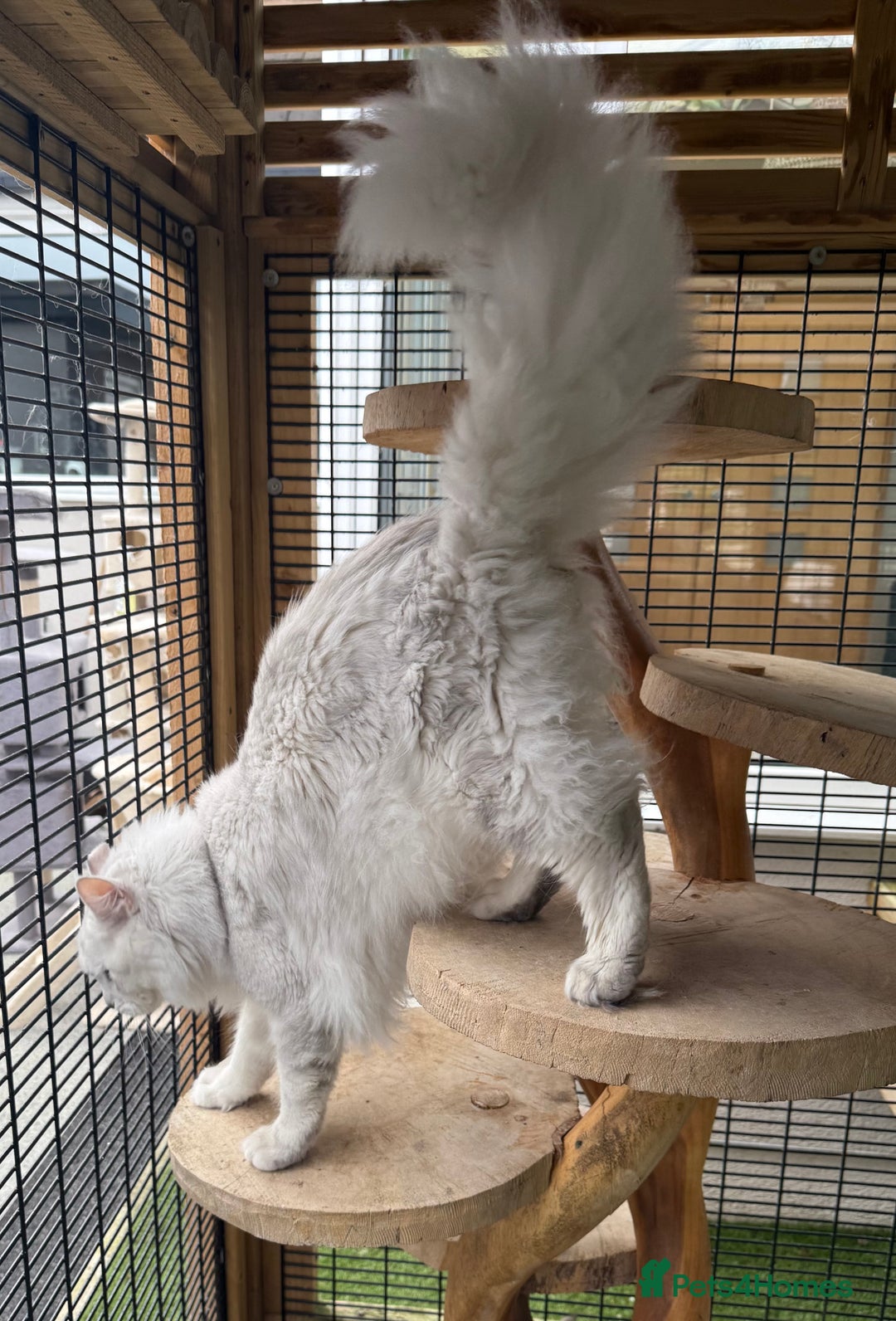 Maine Coon cats for stud: TICA Blue silver shaded stud  - Advert 6