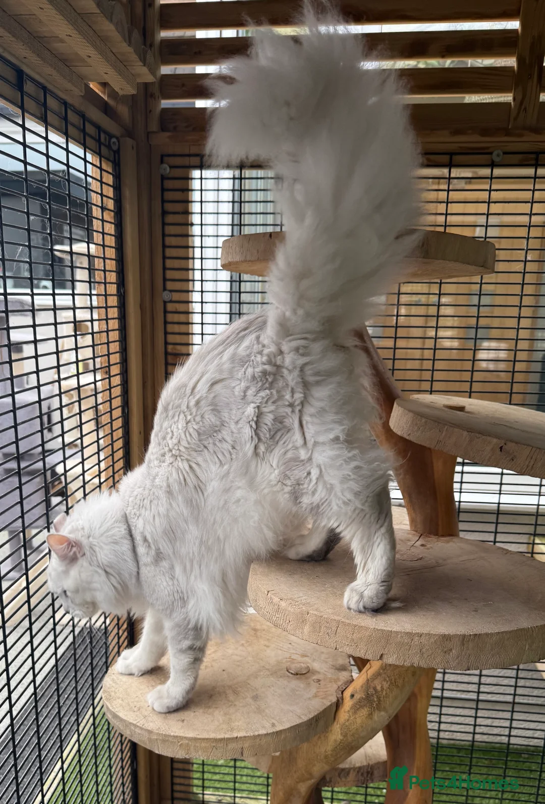 Maine Coon cats for stud: TICA Blue silver shaded stud  - Advert 6